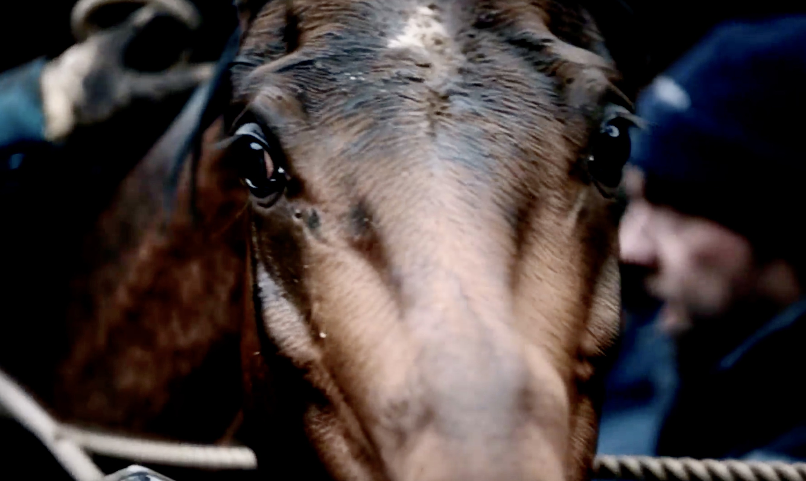 The equestrian world